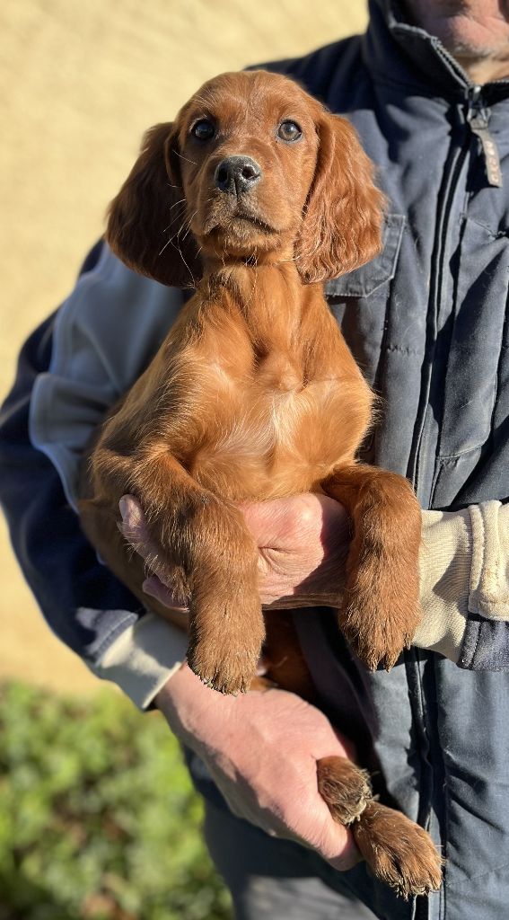 Des seraphins rouges - Chiot disponible  - Setter irlandais rouge