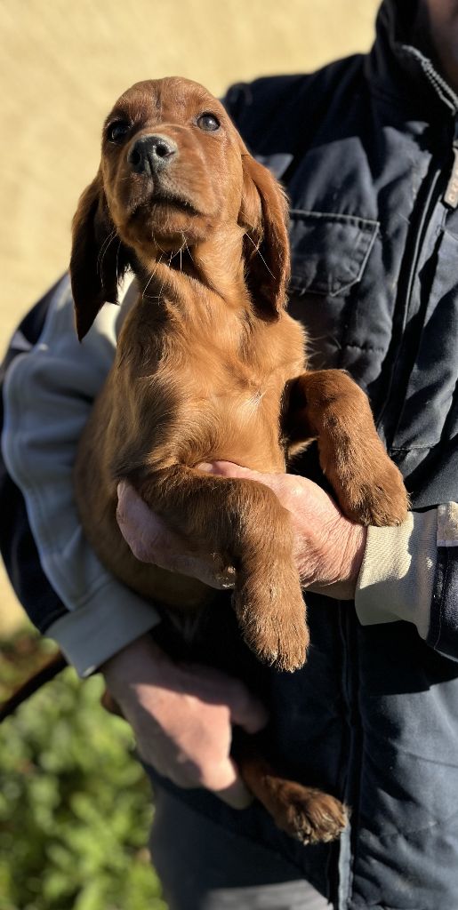 Des seraphins rouges - Chiot disponible  - Setter irlandais rouge