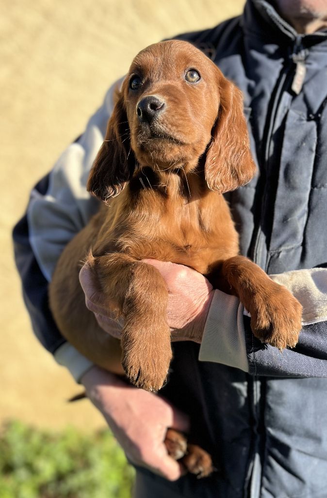 Des seraphins rouges - Chiot disponible  - Setter irlandais rouge