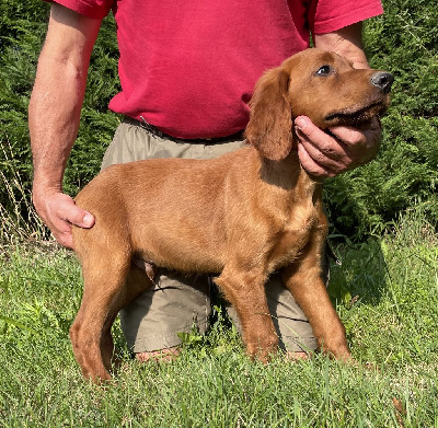 Des seraphins rouges - Setter irlandais rouge - Portée née le 27/05/2024