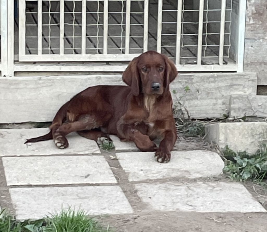 Des seraphins rouges - Chiot disponible  - Setter irlandais rouge