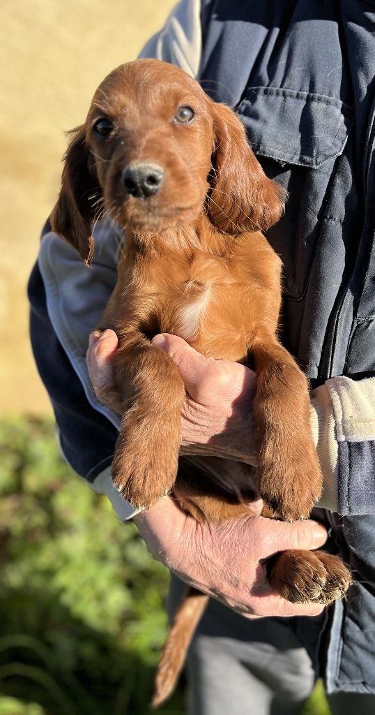 Des seraphins rouges - Chiot disponible  - Setter irlandais rouge