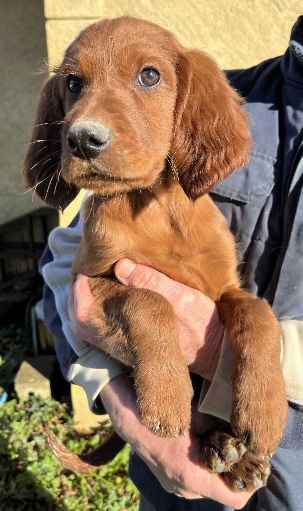 Des seraphins rouges - Chiot disponible  - Setter irlandais rouge