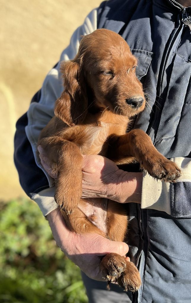 Des seraphins rouges - Chiot disponible  - Setter irlandais rouge