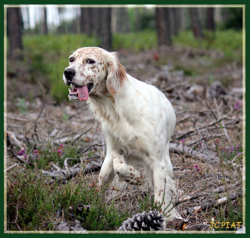 Forest gump Des seraphins rouges