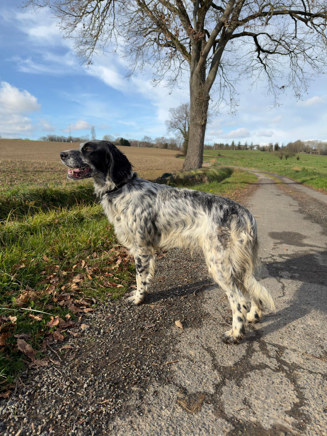 Vespéria Des seraphins rouges