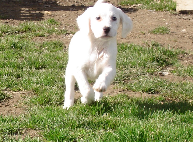 Les Chiots de Clara et Almer