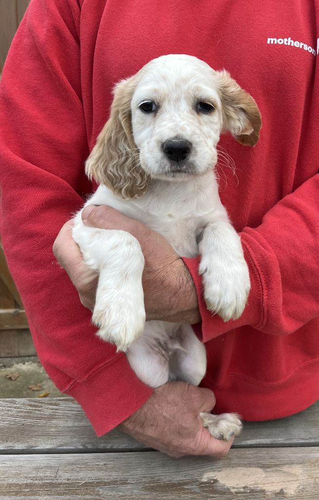 Des seraphins rouges - Chiots disponibles - Setter Anglais