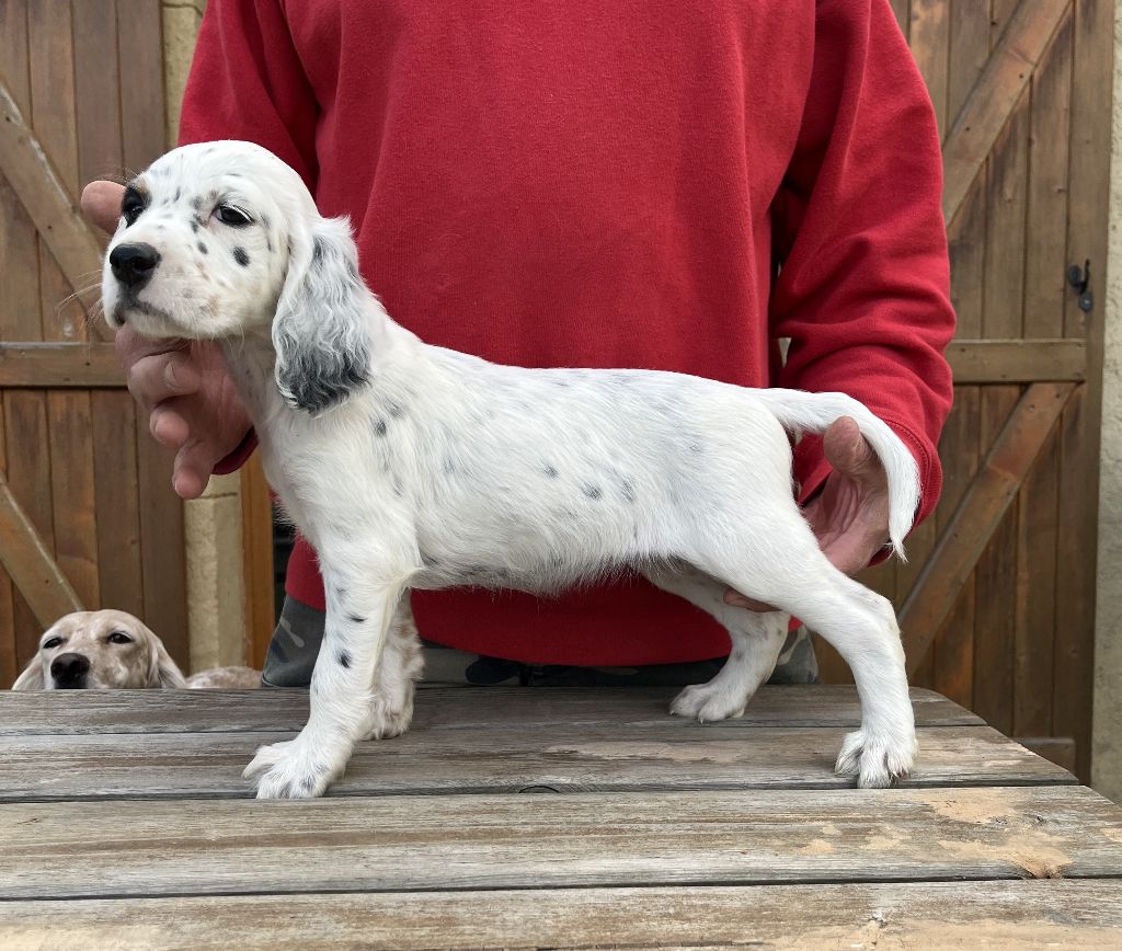 Des seraphins rouges - Chiots disponibles - Setter Anglais