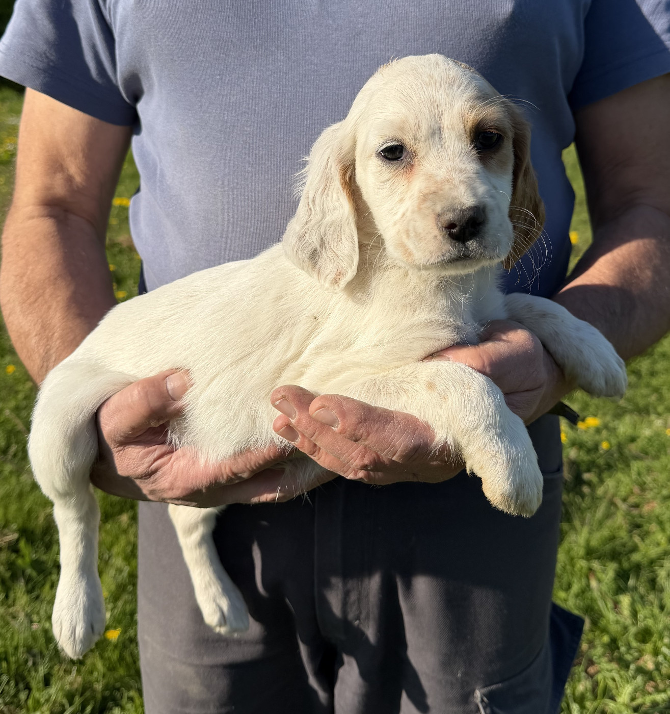 Des seraphins rouges - Chiots disponibles - Setter Anglais