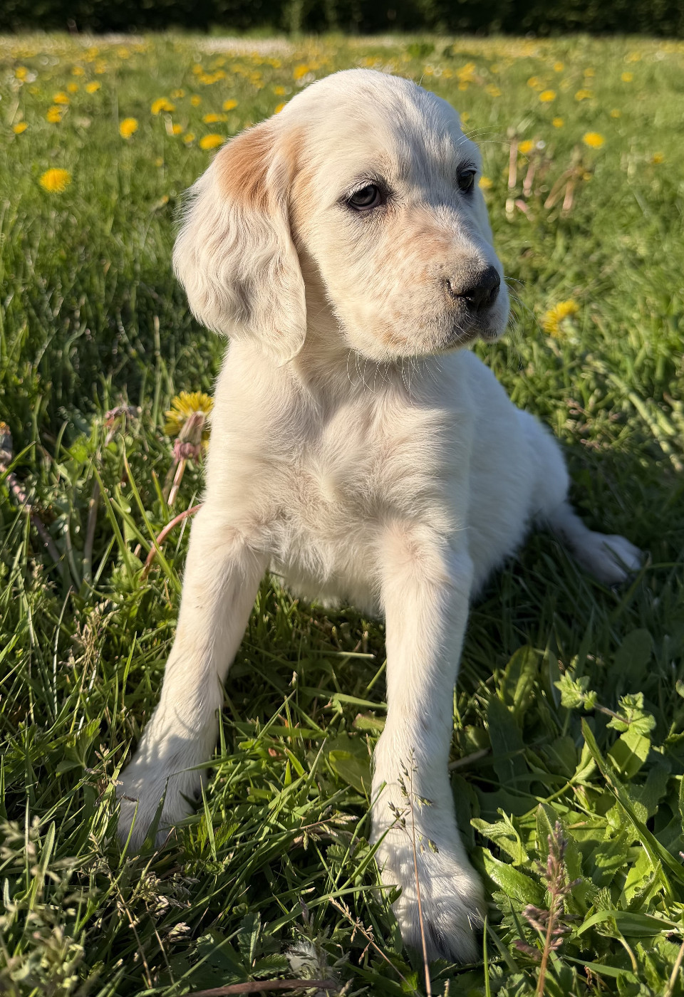 Des seraphins rouges - Chiots disponibles - Setter Anglais