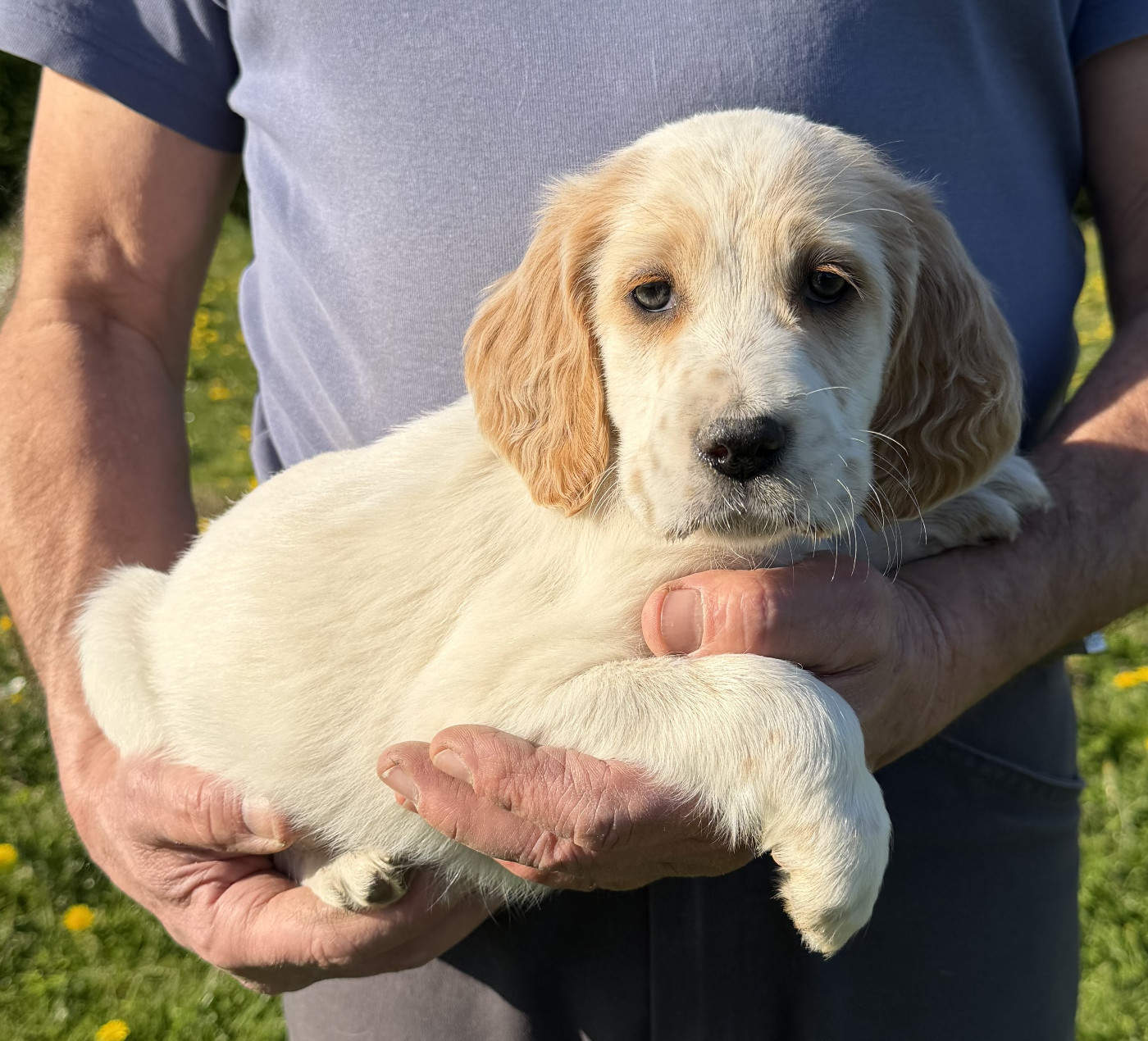 Des seraphins rouges - Chiots disponibles - Setter Anglais