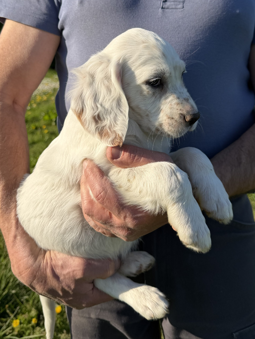 Des seraphins rouges - Chiots disponibles - Setter Anglais
