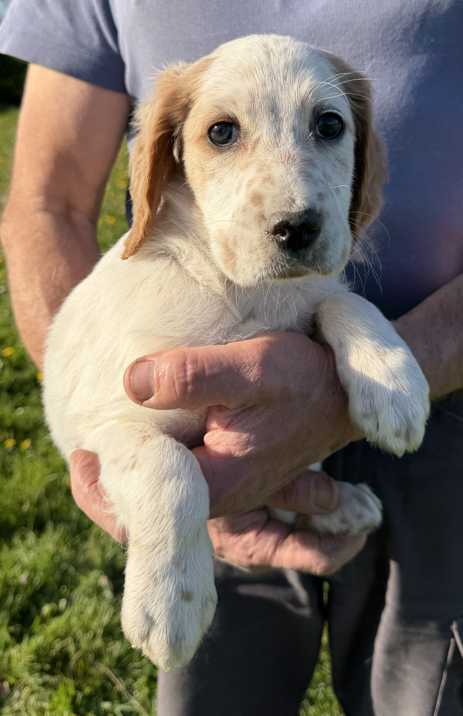 Des seraphins rouges - Chiots disponibles - Setter Anglais