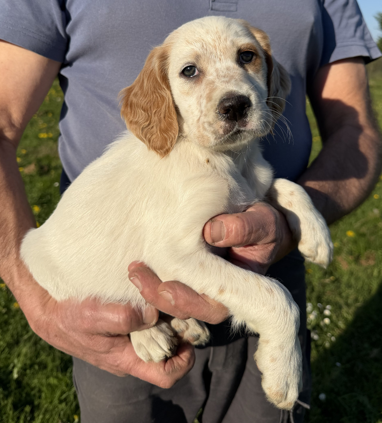 Des seraphins rouges - Chiots disponibles - Setter Anglais