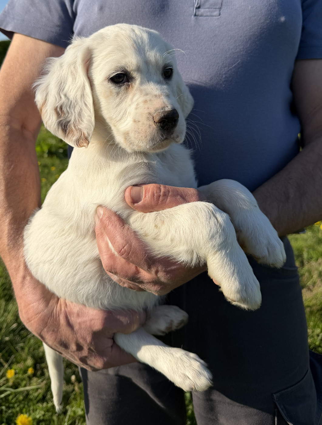 Des seraphins rouges - Chiots disponibles - Setter Anglais