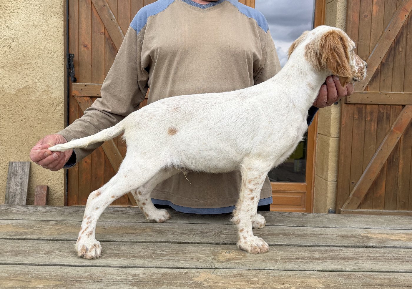 Des seraphins rouges - Chiots disponibles - Setter Anglais