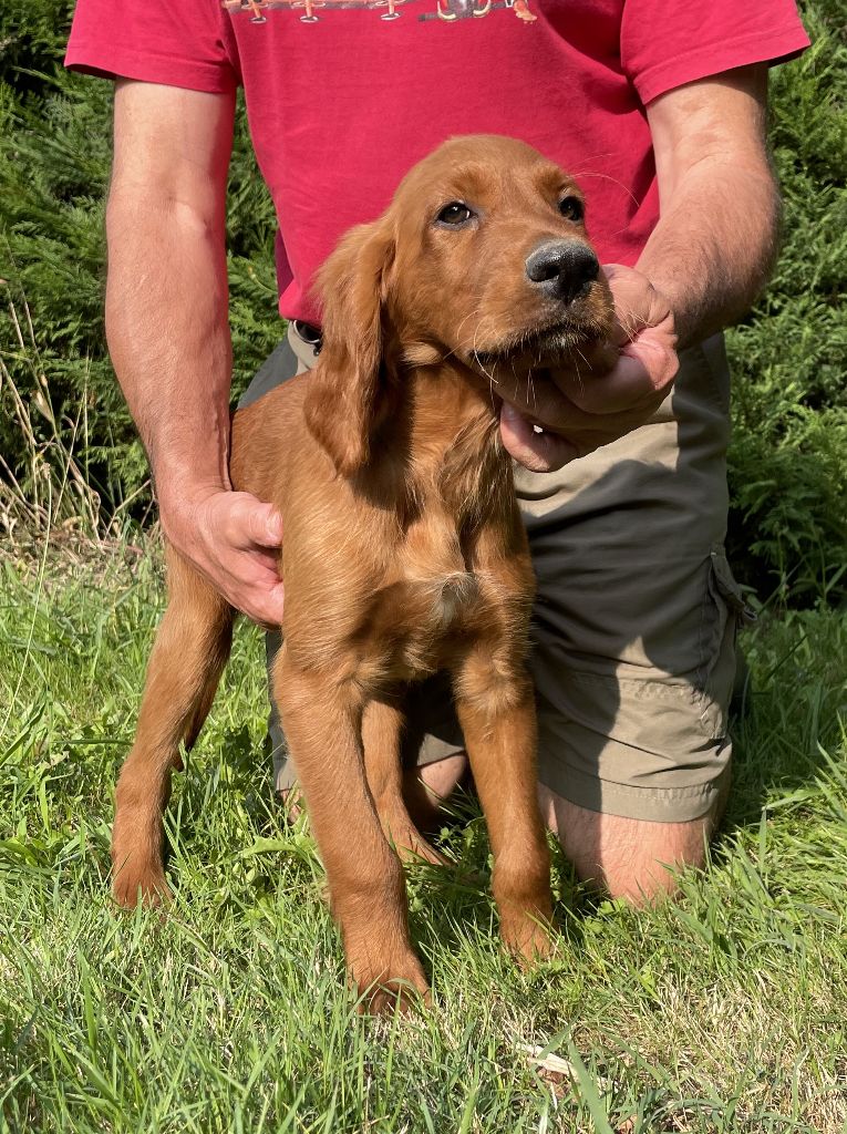 Des seraphins rouges - Setter irlandais rouge - Portée née le 27/05/2024