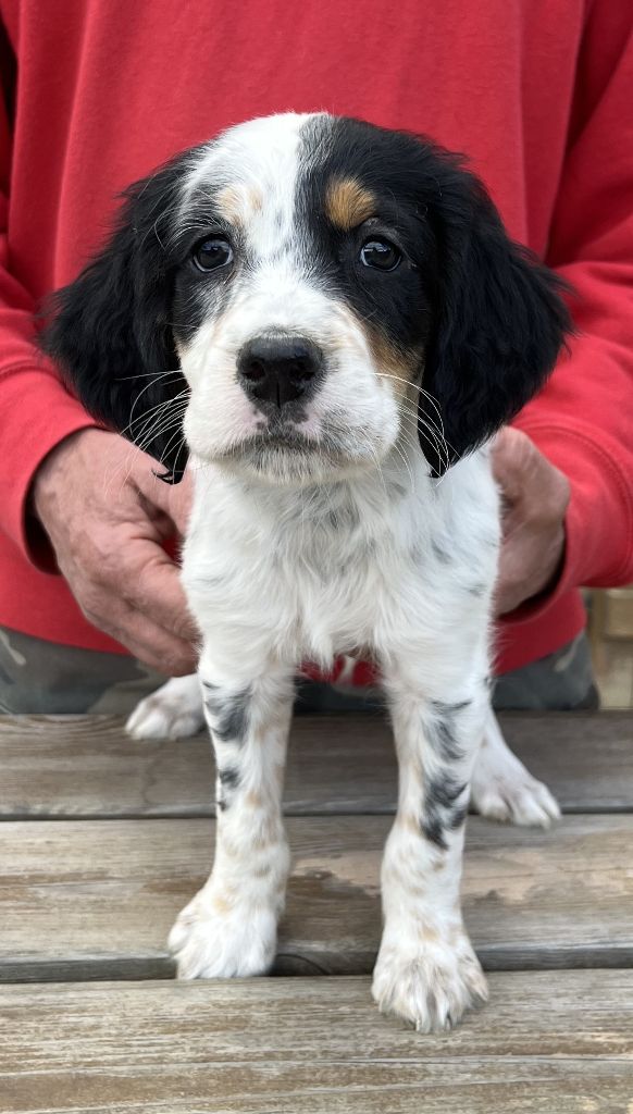Des seraphins rouges - Chiots disponibles - Setter Anglais