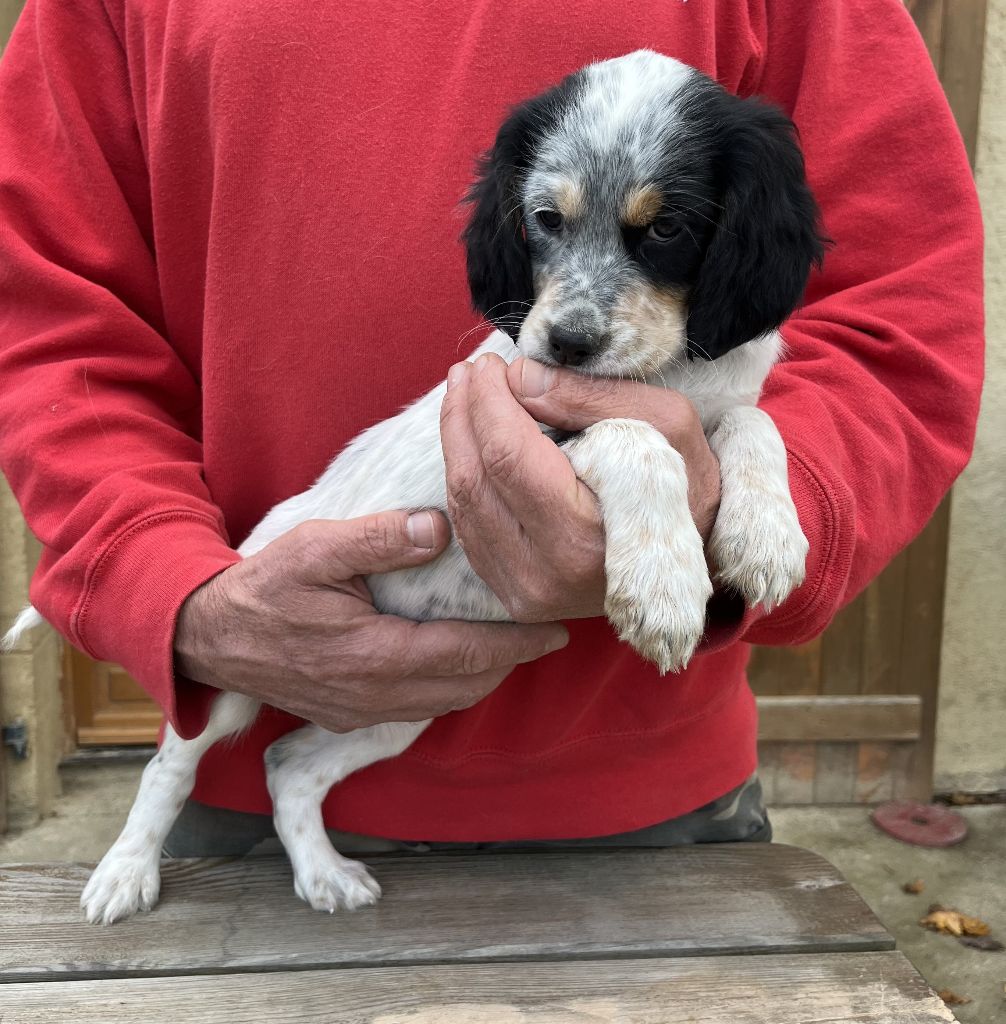 Des seraphins rouges - Chiots disponibles - Setter Anglais