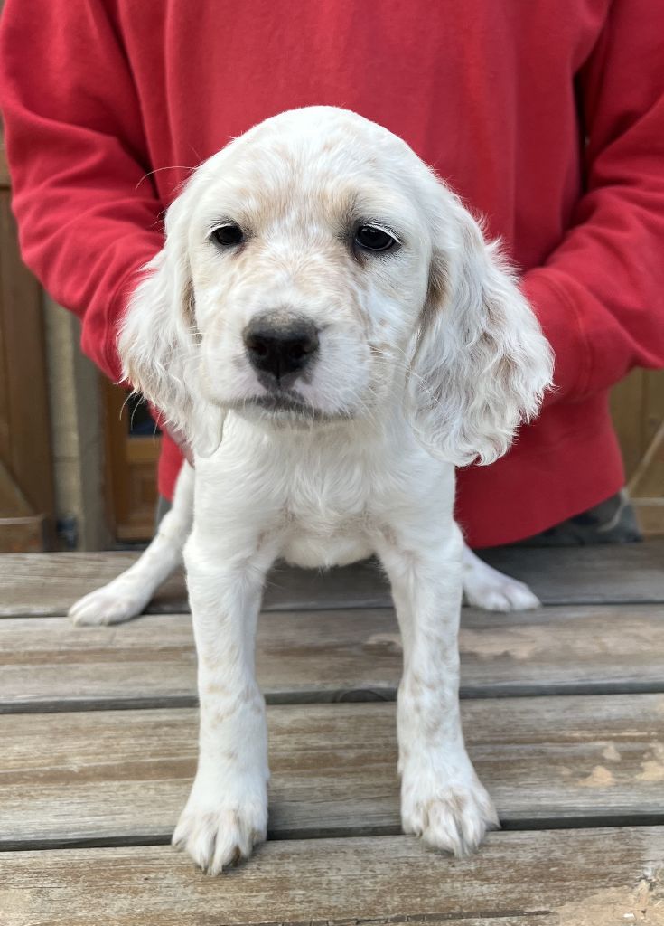 Des seraphins rouges - Chiots disponibles - Setter Anglais