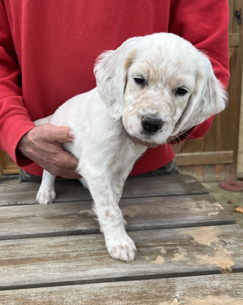 Des seraphins rouges - Chiots disponibles - Setter Anglais